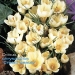 crocus chrysanthus Cream Beauty.jpg